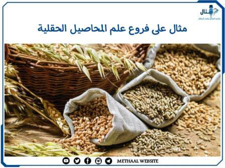 مثال على فروع علم المحاصيل الحقلية مثال على فروع علم المحاصيل الحقلية