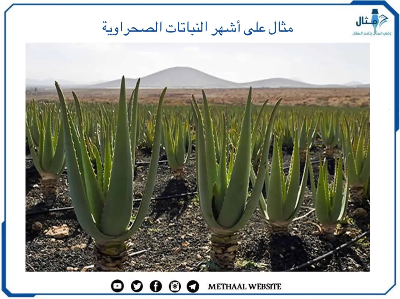 أشهر النباتات الصحراوية أشهر النباتات الصحراوية