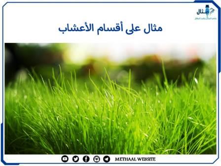 مثال على أقسام الأعشاب مثال على أقسام الأعشاب