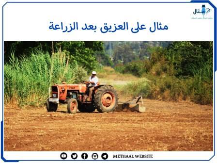 مثال على العزيق بعد الزراعة مثال على العزيق بعد الزراعة