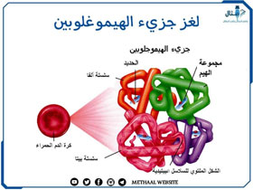 لغز جزيء الهيموغلوبين لغز جزيء الهيموغلوبين