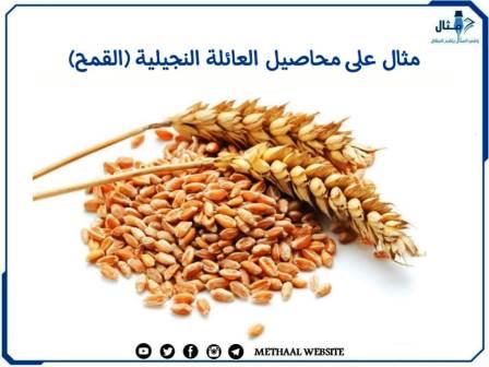 مثال على محاصيل العائلة النجيلية (القمح) مثال على محاصيل العائلة النجيلية (القمح)