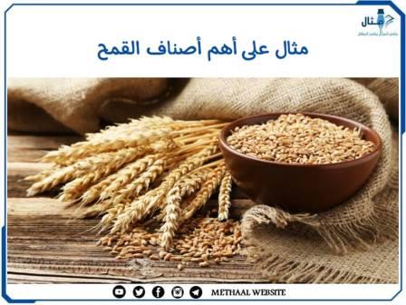 مثال على أهم أصناف القمح مثال على أهم أصناف القمح