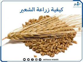 كيفية زراعة الشعير كيفية زراعة الشعير