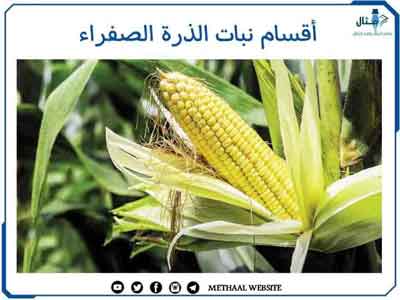 أقسام نبات الذرة الصفراء أقسام نبات الذرة الصفراء