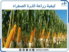 كيفية زراعة الذرة الصفراء كيفية زراعة الذرة الصفراء