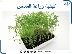 كيفية زراعة العدس كيفية زراعة العدس