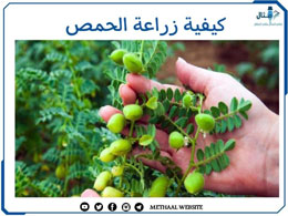 كيفية زراعة الحمص كيفية زراعة الحمص