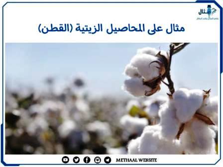 مثال على المحاصيل الزيتية (القطن) مثال على المحاصيل الزيتية (القطن)