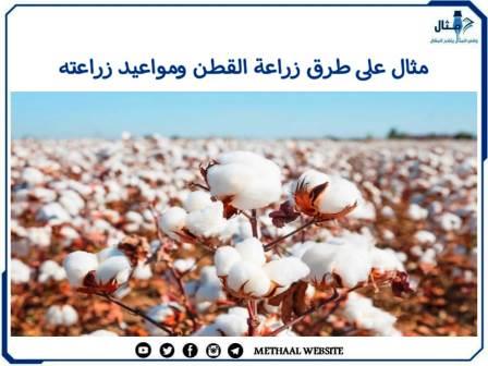 مثال على طرق زراعة القطن ومواعيد زراعته مثال على طرق زراعة القطن ومواعيد زراعته