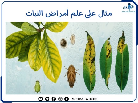 مثال على علم أمراض النبات 