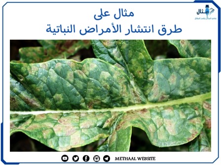 مثال على طرق انتشار الأمراض النباتية 