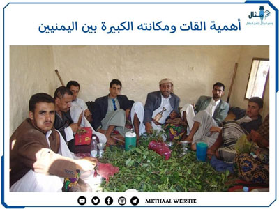 أهمية القات ومكانته الكبيرة بين اليمنيين أهمية القات ومكانته الكبيرة بين اليمنيين