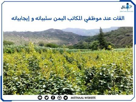 القات عند موظفي مكاتب اليمن سلبياته و إيجابياته القات عند موظفي مكاتب اليمن سلبياته و إيجابياته