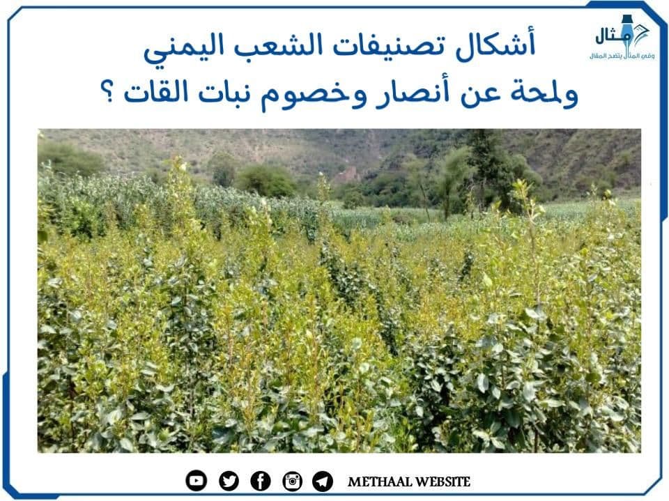 مالم تعرفه من قبل عن شجرة القات أخطر ثقافة شعبية في اليمن و4 من أنواع القات المختلفة مالم تعرفه من قبل عن شجرة القات أخطر ثقافة شعبية في اليمن و4 من أنواع القات المختلفة