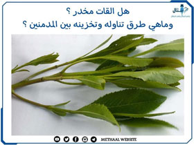 هل القات مخدر ؟ وماهي طرق تناوله وتخزينه بين المدمنين ؟ هل القات مخدر ؟ وماهي طرق تناوله وتخزينه بين المدمنين ؟