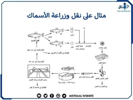 مثال على نقل وزراعة الأسماك 