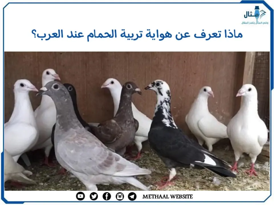 ماذا تعرف عن هواية تربية الحمام عند العرب؟ ماذا تعرف عن هواية تربية الحمام عند العرب؟