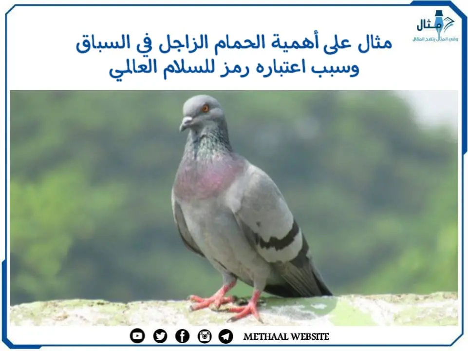 مثال على أهمية الحمام الزاجل في السباق وسبب اعتباره رمز للسلام العالمي مثال على أهمية الحمام الزاجل في السباق وسبب اعتباره رمز للسلام العالمي
