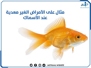 مثال على الأمراض الغير معدية عند الأسماك مثال على الأمراض الغير معدية عند الأسماك