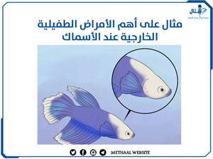مثال على أهم الأمراض الطفيلية الخارجية عند الأسماك مثال على أهم الأمراض الطفيلية الخارجية عند الأسماك