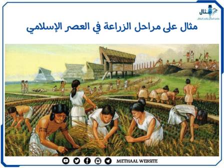 مثال على مراحل الزراعة في العصر الإسلامي