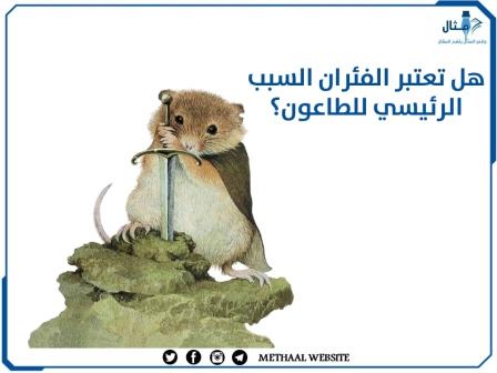 هل تعتبر الفئران السبب الرئيسي للطاعون؟ هل تعتبر الفئران السبب الرئيسي للطاعون؟