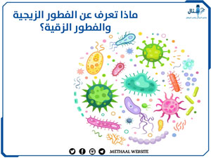 ماذا تعرف عن الفطور الزيجية والفطور الزقية؟ ماذا تعرف عن الفطور الزيجية والفطور الزقية؟