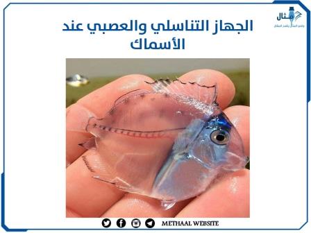 الجهاز التناسلي والعصبي عند الأسماك الجهاز التناسلي والعصبي عند الأسماك