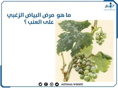 ما هو مرض البياض الزغبي على العنب ؟ ما هو مرض البياض الزغبي على العنب ؟