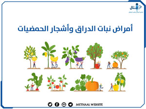 أمراض نبات الدراق وأشجار الحمضيات أمراض نبات الدراق وأشجار الحمضيات