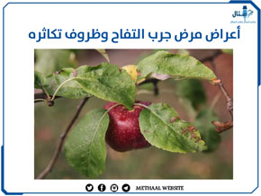 أعراض مرض جرب التفاح وظروف تكاثره أعراض مرض جرب التفاح وظروف تكاثره