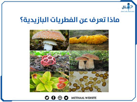 ماذا تعرف عن الفطريات البازيدية؟ ماذا تعرف عن الفطريات البازيدية؟
