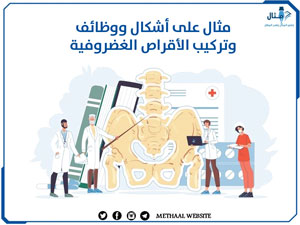 مثال على أشكال ووظائف وتركيب الأقراص الغضروفية مثال على أشكال ووظائف وتركيب الأقراص الغضروفية