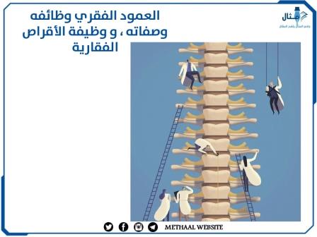 العمود الفقري وظائفه وصفاته ، ووظيفة الأقراص الفقارية 