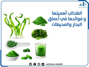 الطحالب أهميتهاوفوائدها في أعماق البحار والمحيطات الطحالب أهميتهاوفوائدها في أعماق البحار والمحيطات