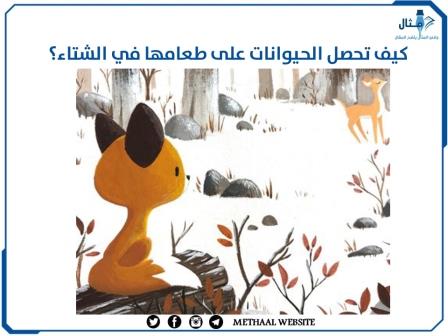 كيف تحصل الحيوانات على طعامها في الشتاء؟ كيف تحصل الحيوانات على طعامها في الشتاء؟