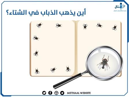 أين يذهب الذباب في الشتاء؟ أين يذهب الذباب في الشتاء؟
